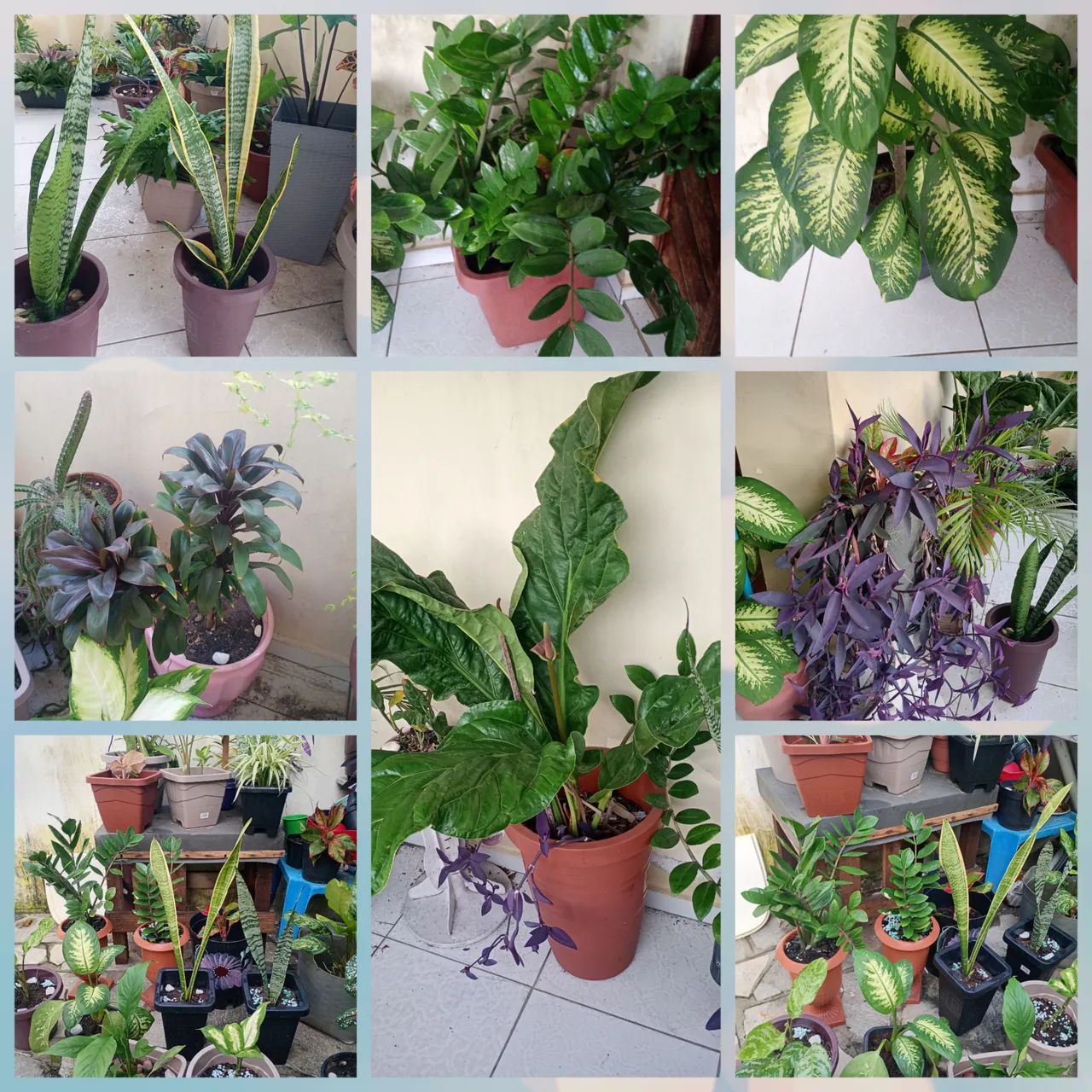 Lindas plantas naturais