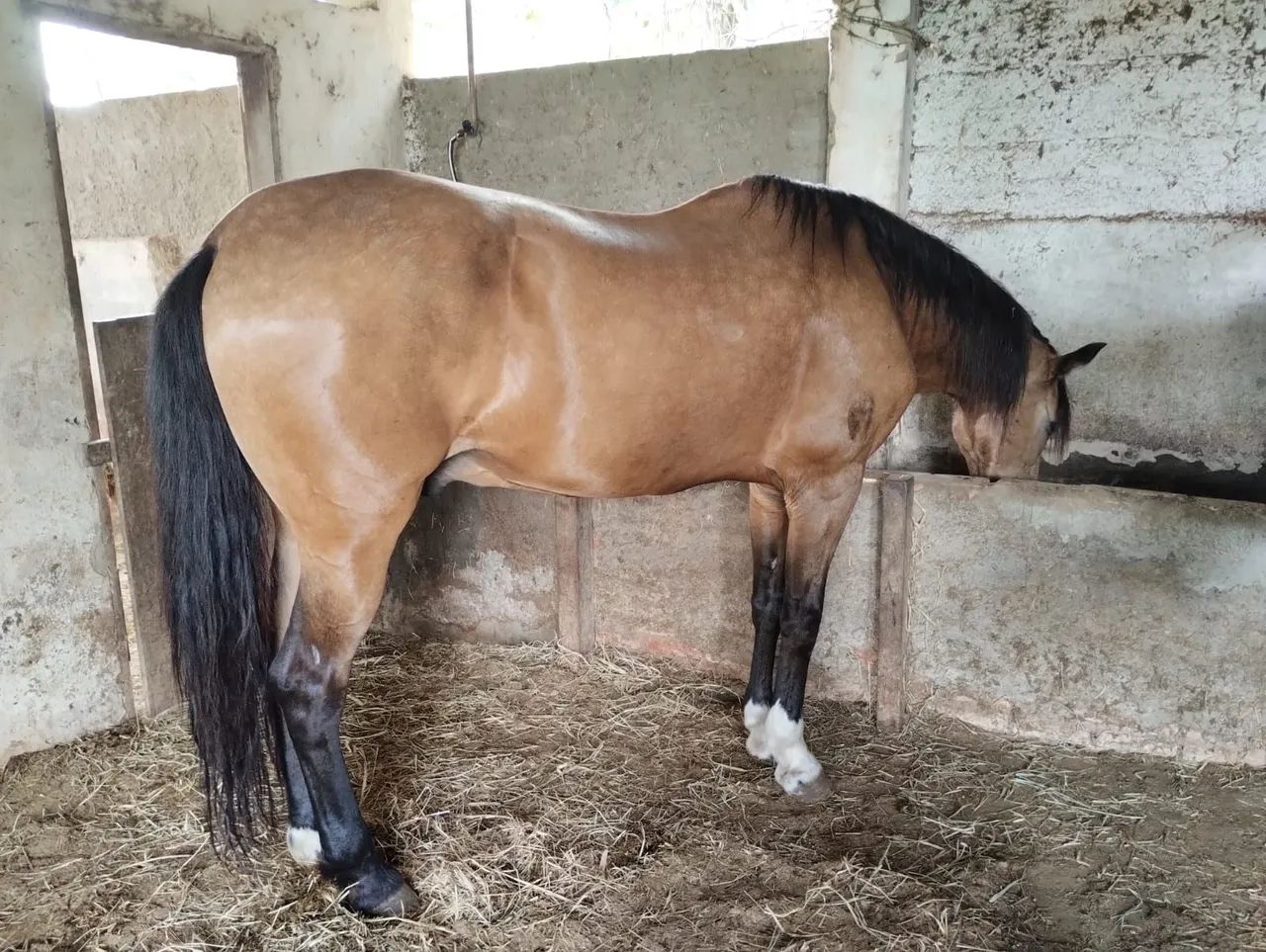 Vendo cavalo ótimo para cavalgada 