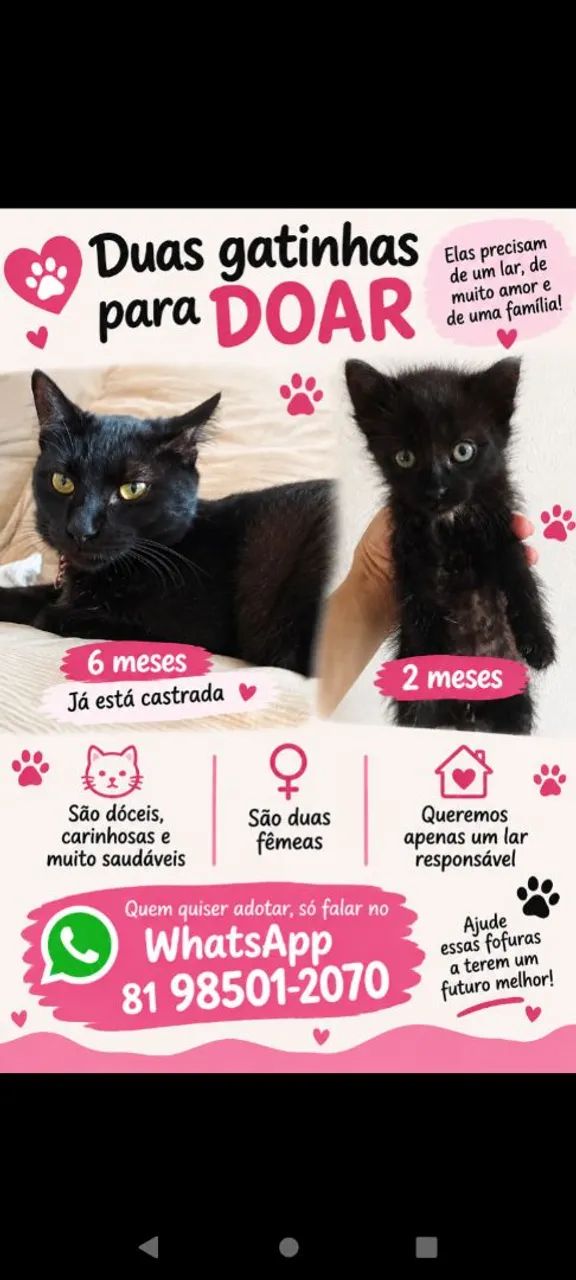 Doação de gatos 