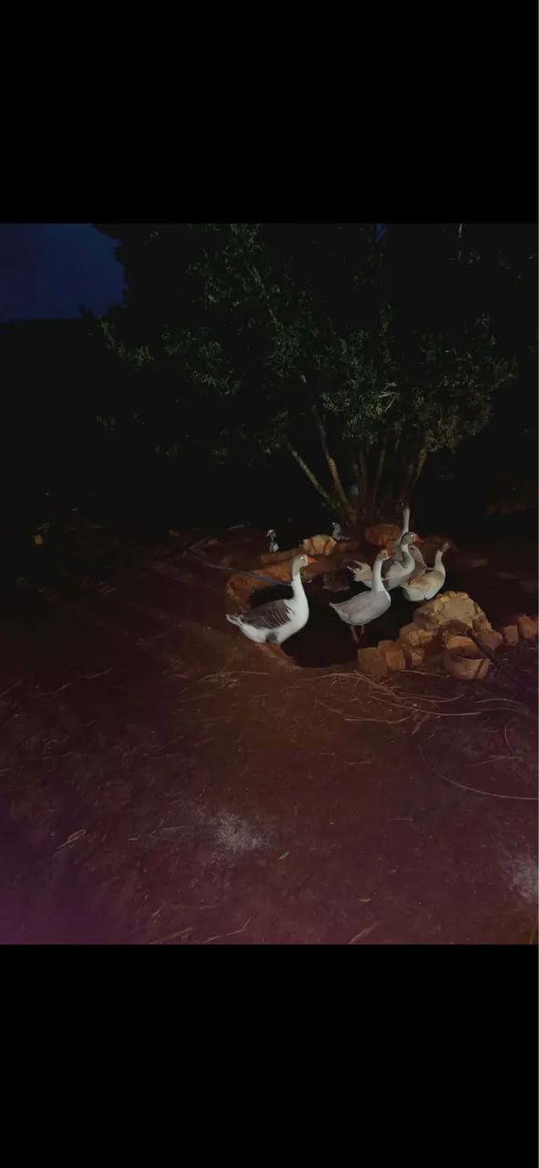 Ganso - Foto 4