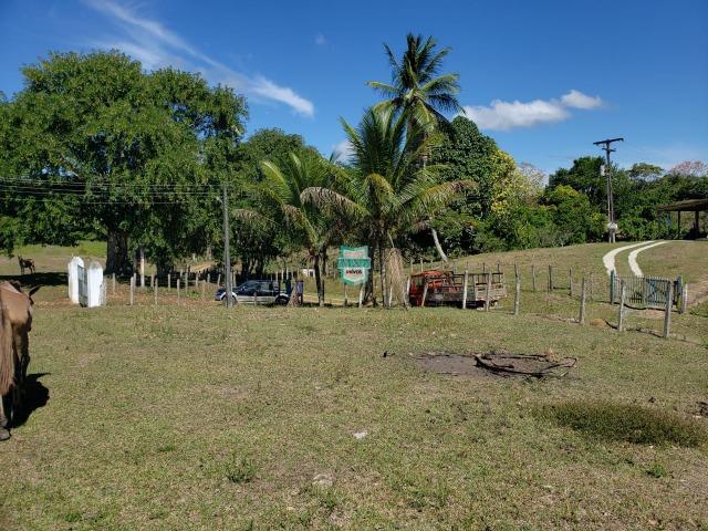 Ilhéus. Fazenda com 368 Hectares cultivo de cacau e gado - Foto 16
