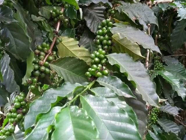 Mudas de cafe - Foto 3