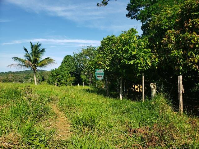Ubaitaba. Fazenda com 140 Hectares. Mista de cacau e gado - Foto 11