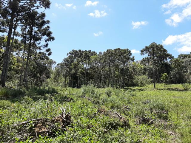 Chácara de 5.3 Alqueires com Pínus e Eucalipto . Guairacá- Guarapuava PR - Foto 18