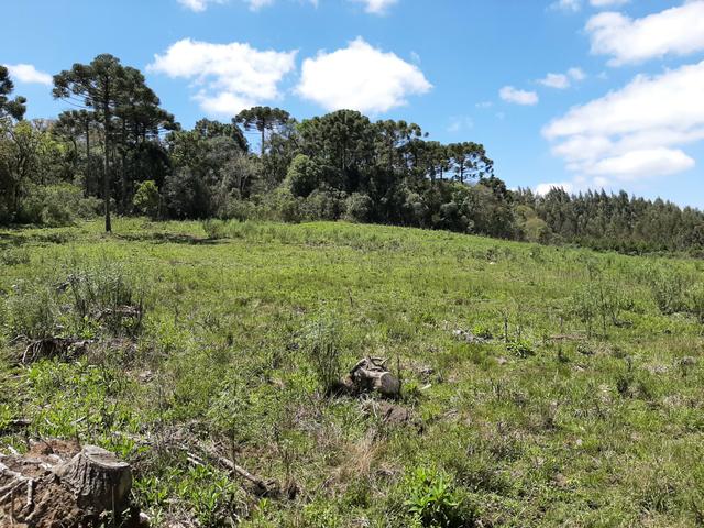 Chácara de 5.3 Alqueires com Pínus e Eucalipto . Guairacá- Guarapuava PR - Foto 19