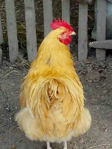 Galo orpington - Foto 2