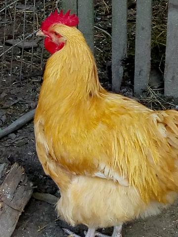 Galo orpington - Foto 3