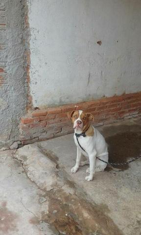 Cachorro boxe