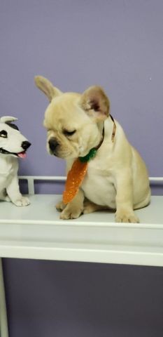 Buldog Frances Creme da Foto Top