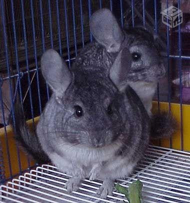 Chinchila - Foto 3