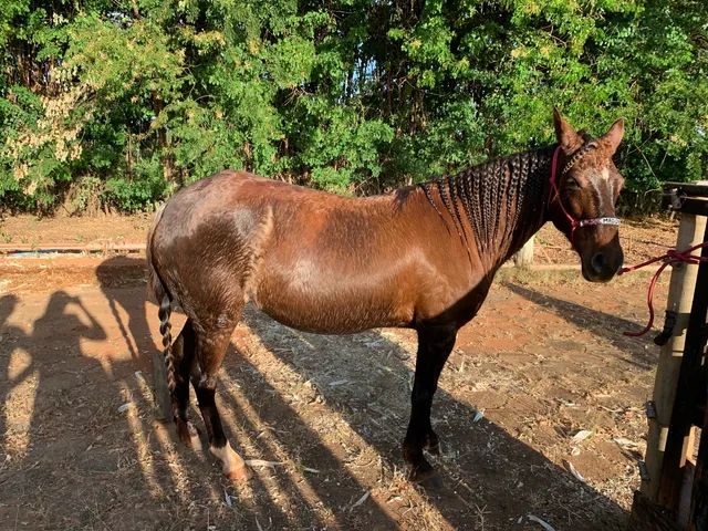 Égua frente aberta, mansa - Cavalos e acessórios - Pachecos, Palhoça  1252773521