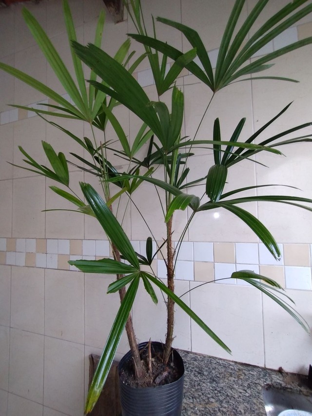 Palmeira Areca - Foto 2