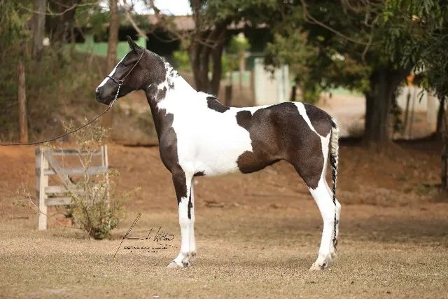 Pelagens de Equinos - Cavalo Campeiro