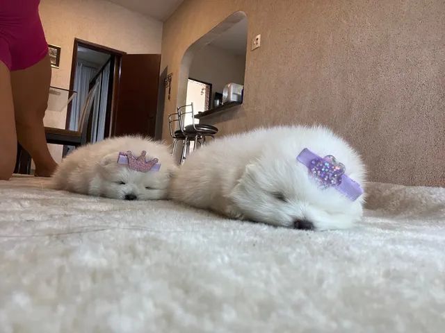 Filhotes spitz alemão / lulu da pomerânia  BRANCOS - Foto 6