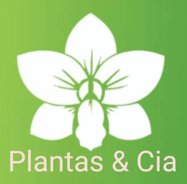 Planta ficus Lyrata Elástica e outras