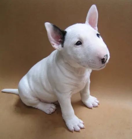 Bull hot sale terrier olx