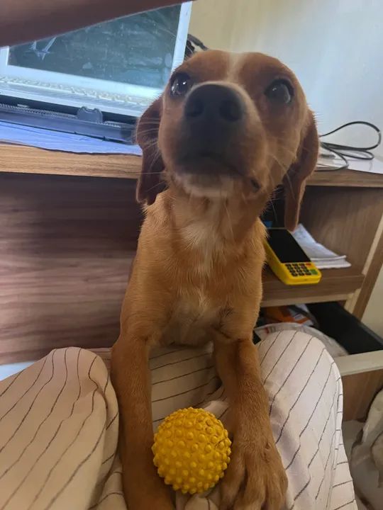 Cachorro Carinhoso Procurando Lar