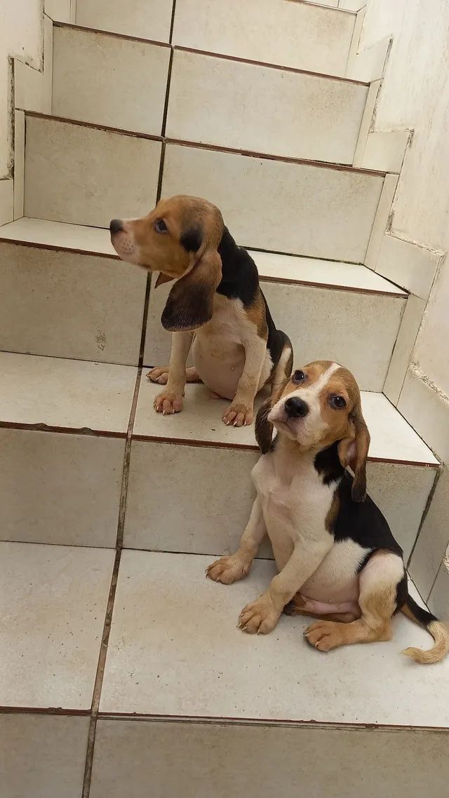 Lindos filhotes Premium - Cachorros e acessórios - Rio Vermelho ...