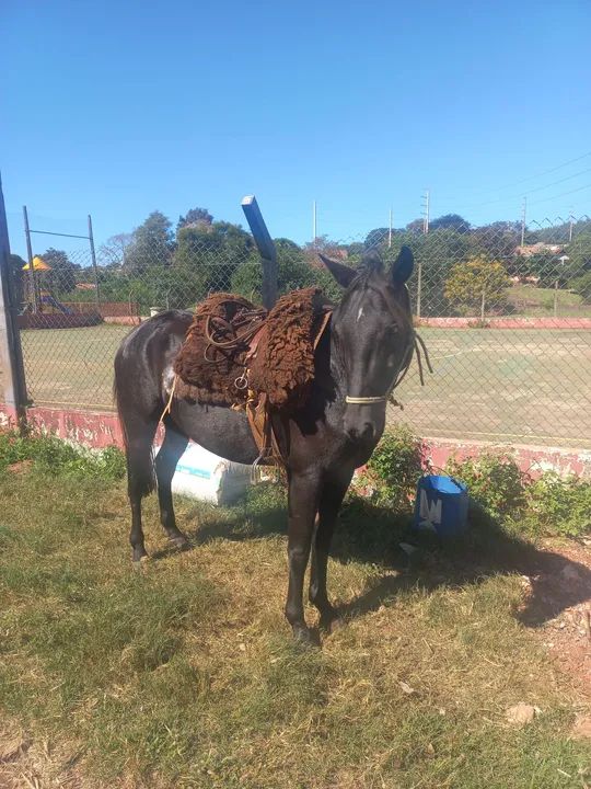 Egua crioula  - Foto 3