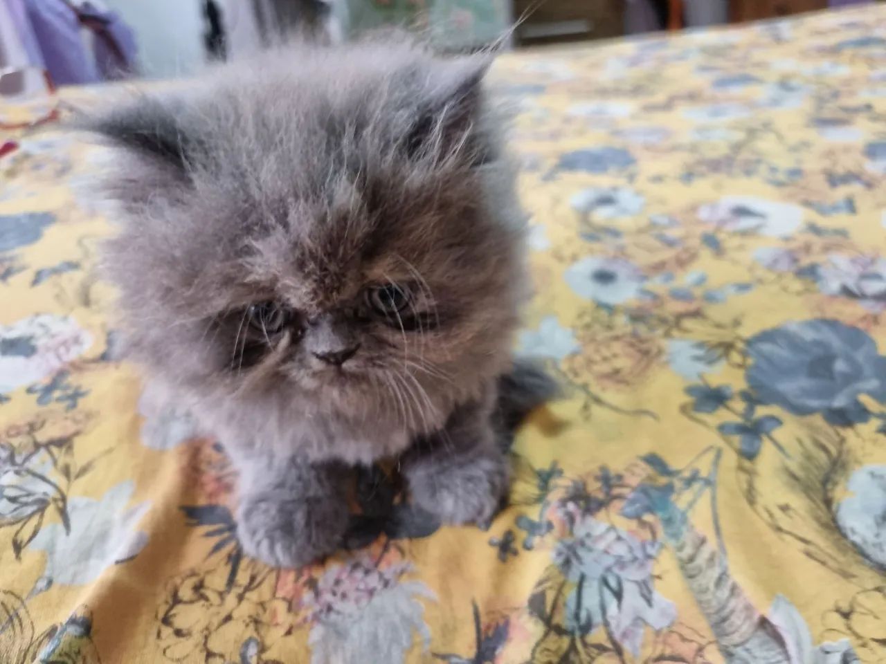 Gato Persa Blue disponível 12x 89 - Foto 5