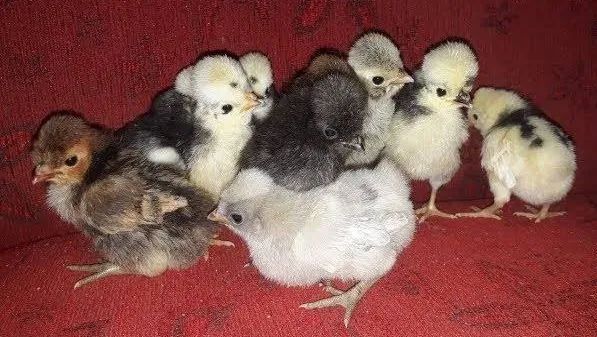 Pintinhos Galinha Polonesa 