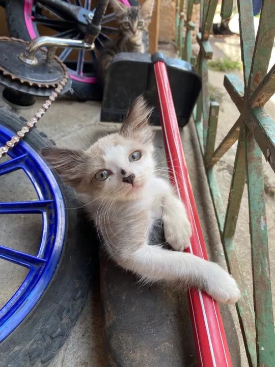 Gatinho branco e cinza disponível para adoção - Foto 3