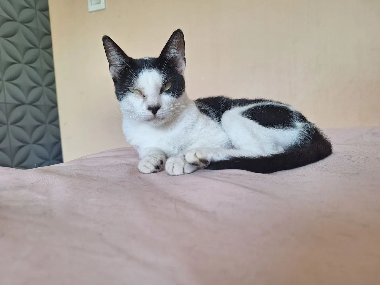 Gata castrada disponível para adoção