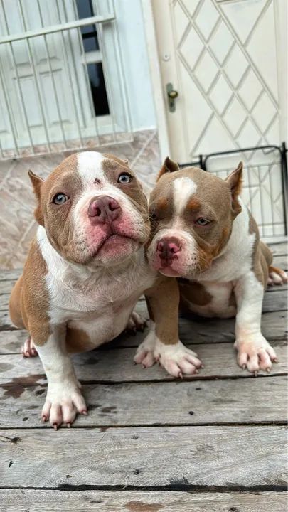 FILHOTES AMERICAN BULLY - Foto 3
