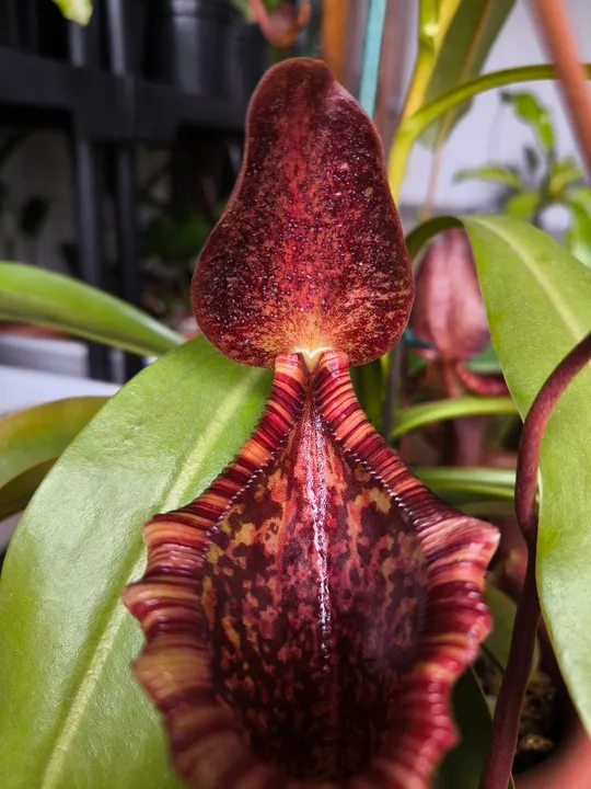 Nepenthes Briggsiana (Lowii x Ventricosa)