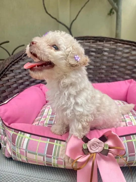 Poodle toy filhotes maravilhosos, garantial total de saúde