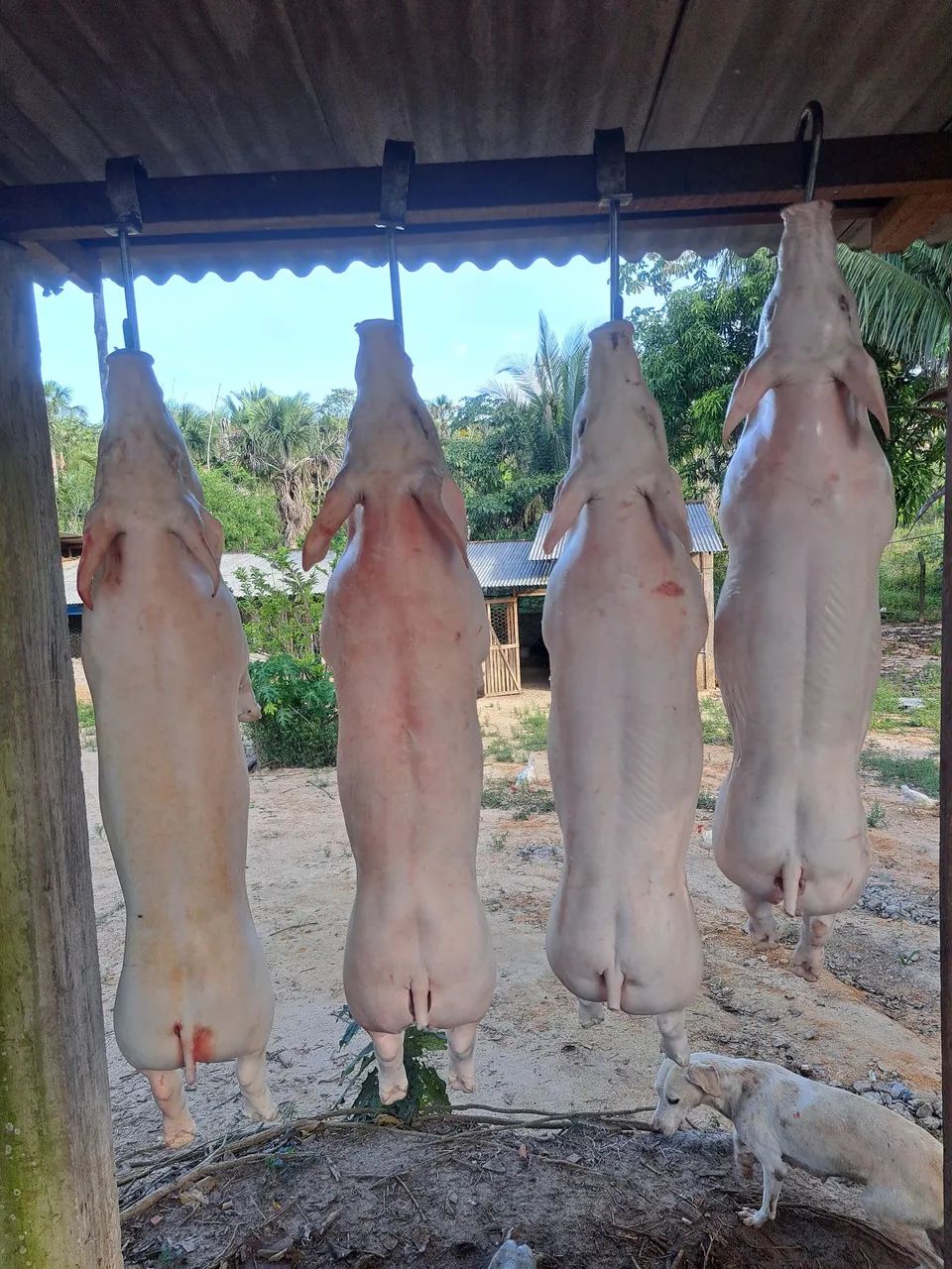 Leitão Suino  - Foto 5