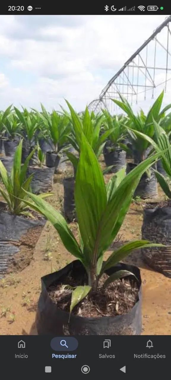 Muda exertada de Limão Taiti - Foto 2