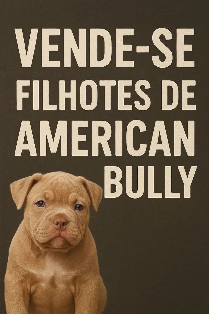 American bully filhotes vendo