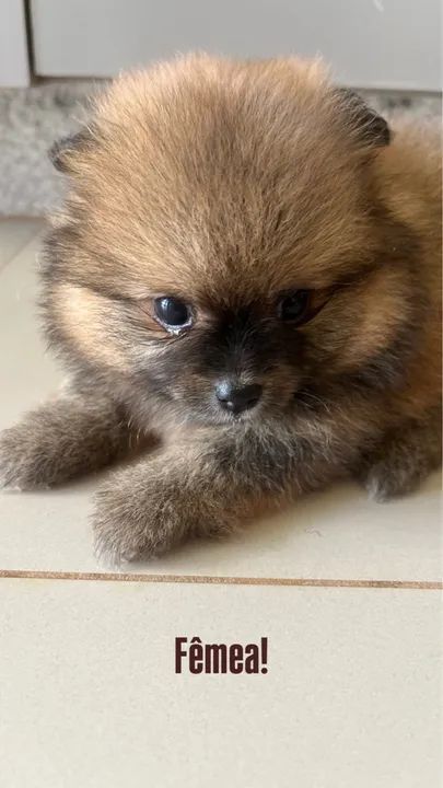 Filhotes de Lulu da Pomerânia - Foto 5