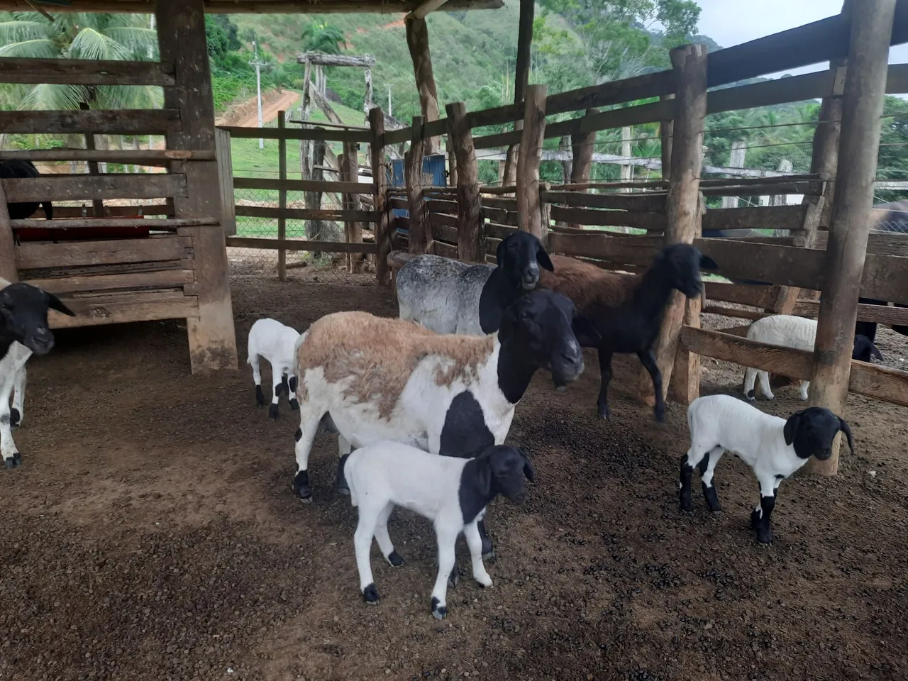 Ovelhas e carneiros para venda
