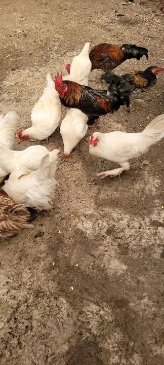 Galinhas e galos - Foto 6