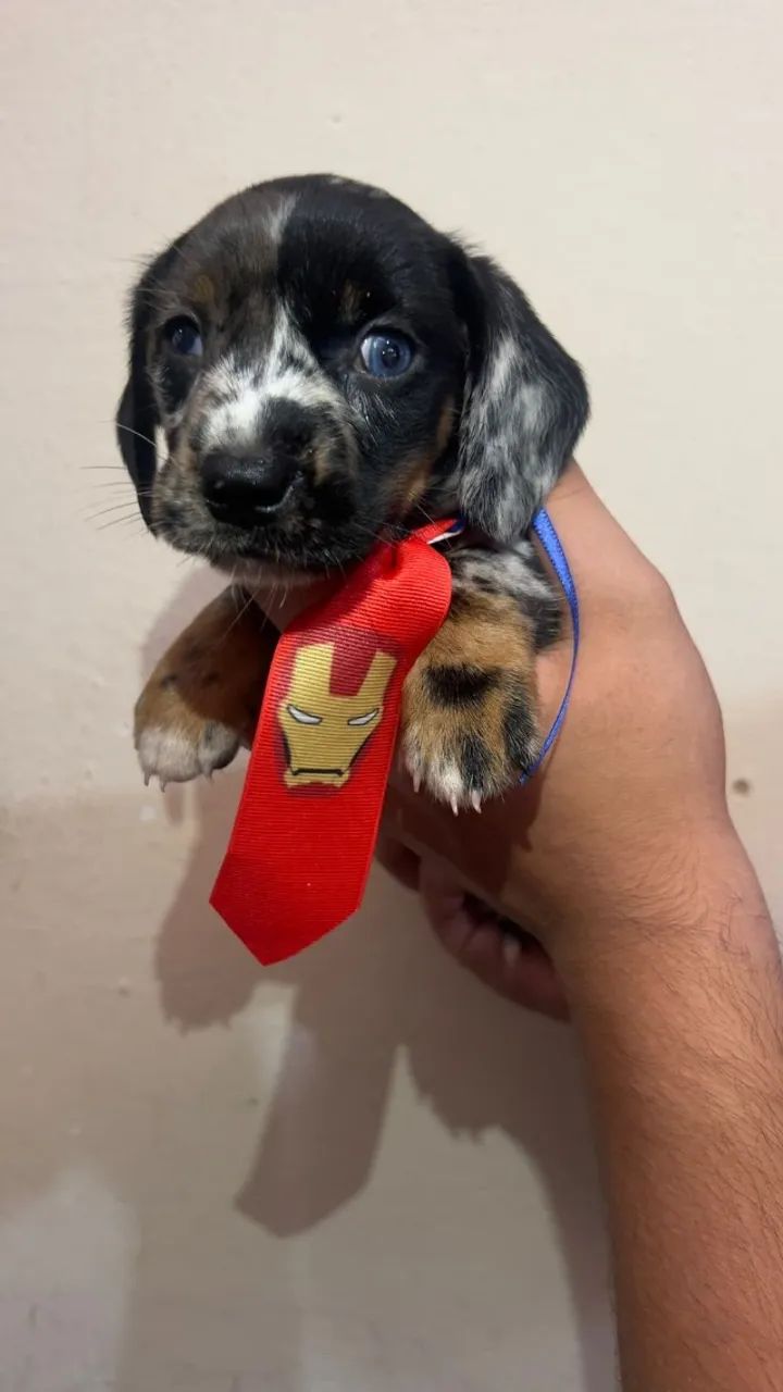 Dachshund Mini - Bem Cuidado - Foto 2