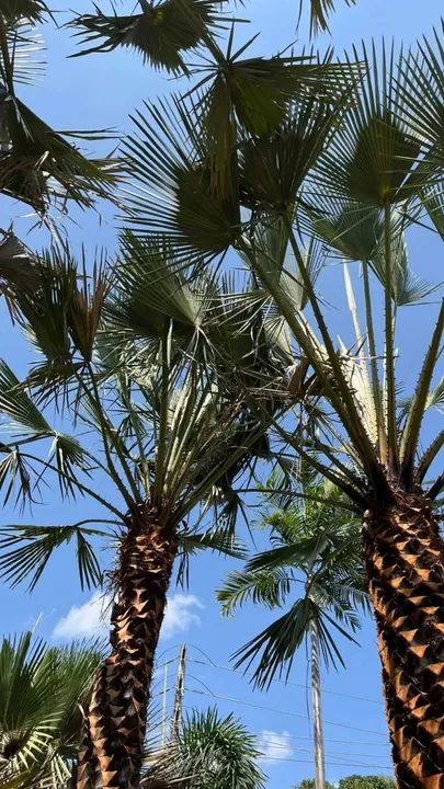 Palmeira Carnaúba - Pronta para o Plantio - Foto 3