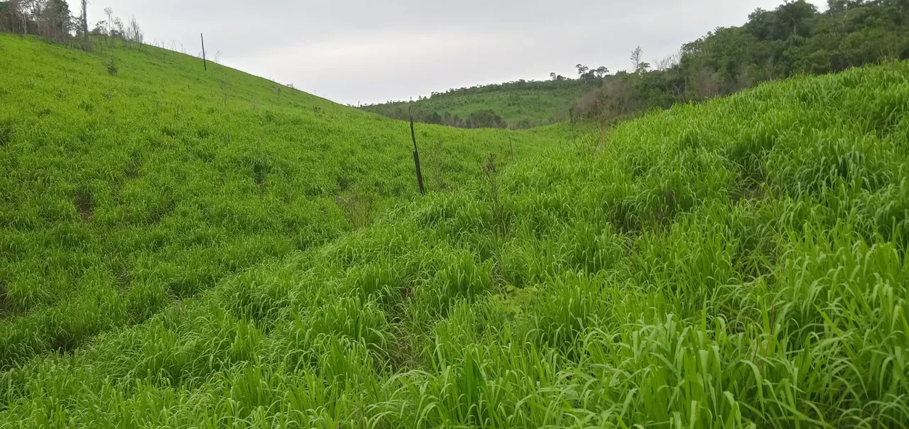 60 hequitares, sendo 30 em pasto, floresta amazônica.