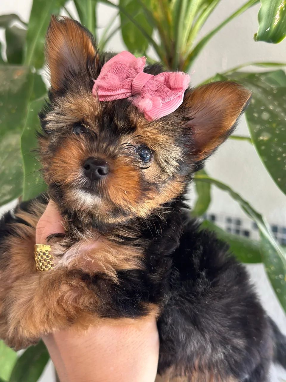 yorkshire- Seu amigo de fé e de Todas as Horas