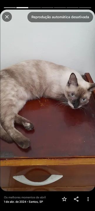 Casal de gatos  - Foto 2