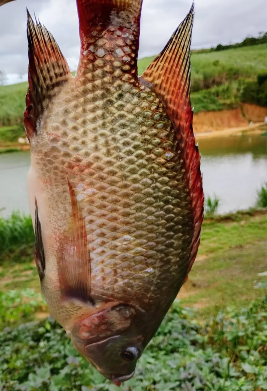 Peixe Fresco - Tilápia