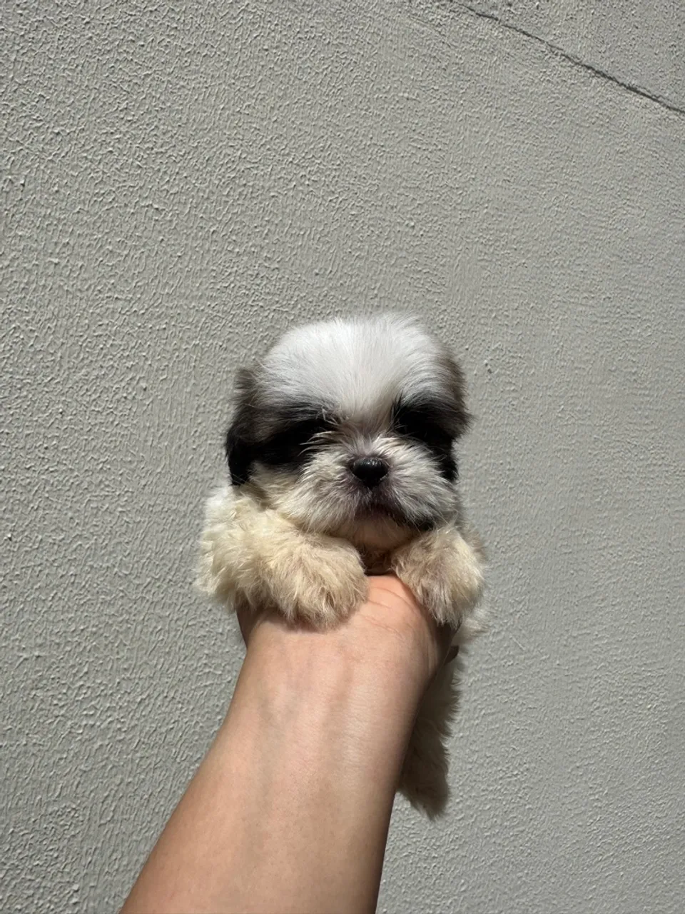 Filhotes de Shih Tzu 