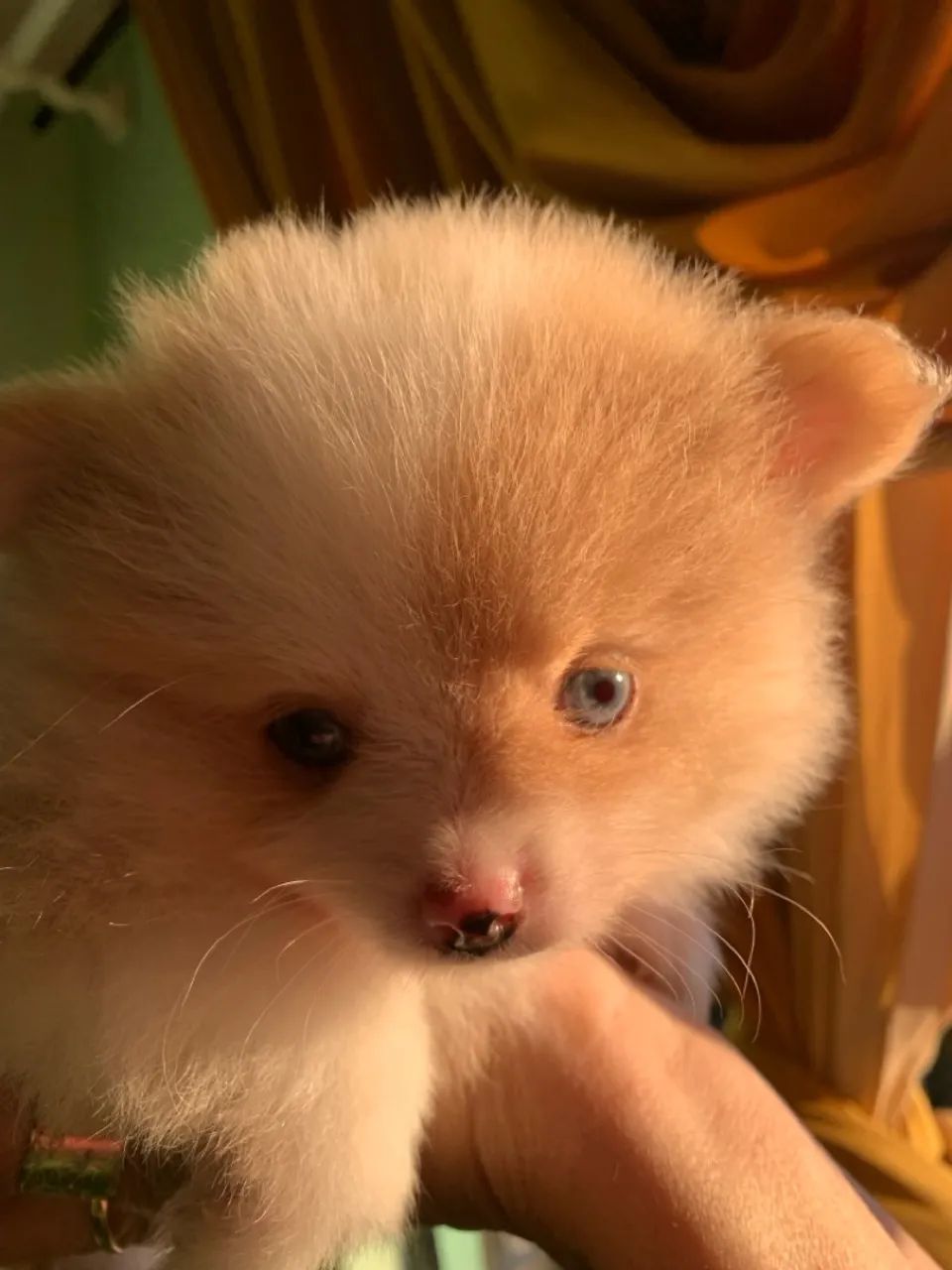 Filhotes de Lulu da Pomerania- Pelagem pelúcia  - Foto 5