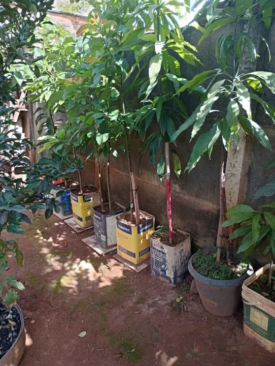 Vende se Mudas vários tipos.  - Foto 2