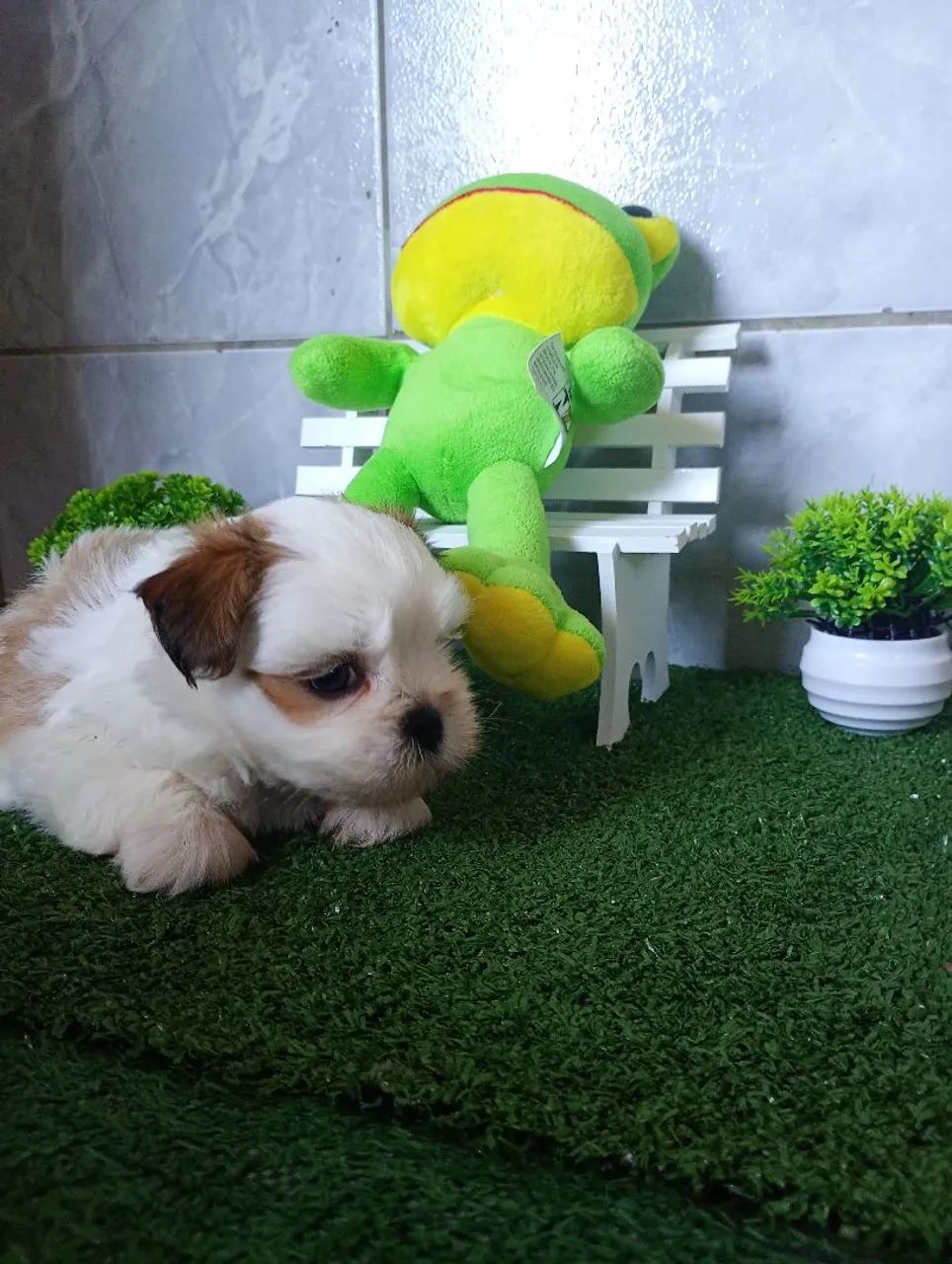 Filhote Lhasa apso  - Foto 2