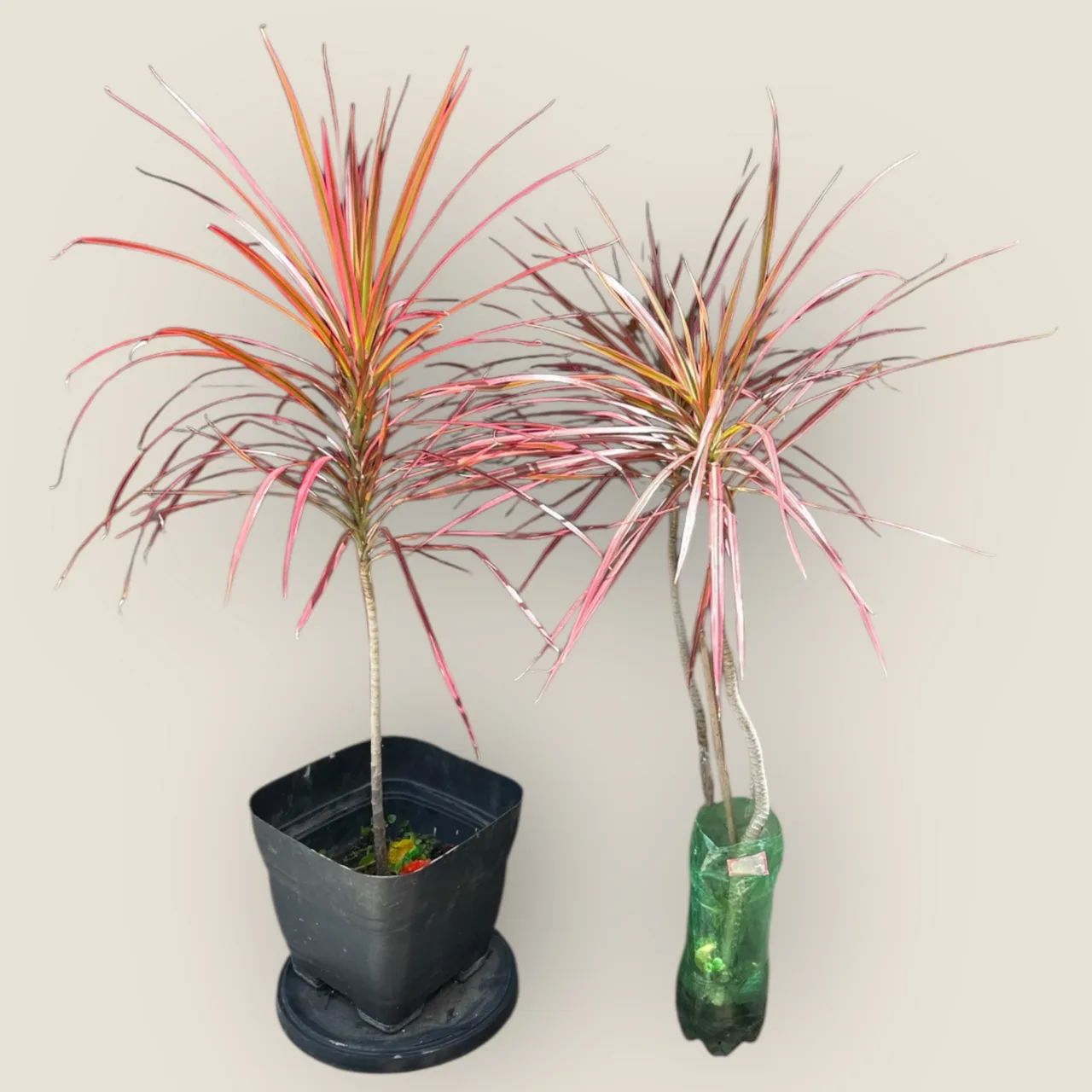 Muda Tricolor (Dracena) - Planta Ornamental Folhagem Colorida