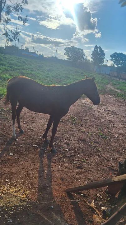 Égua mestiça Quarto de Milha - Foto 3