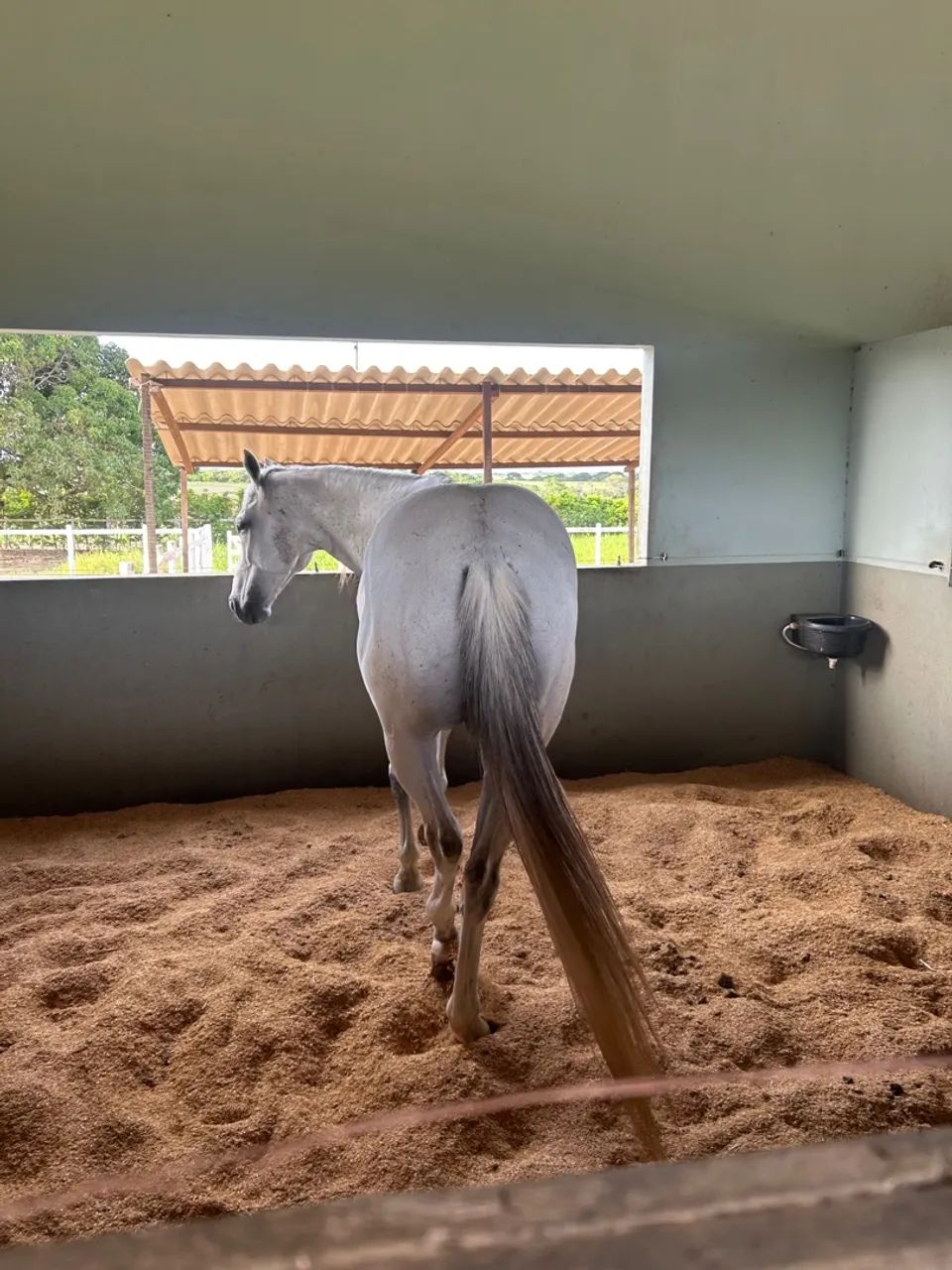 Cavalo quarto de milha  - Foto 5