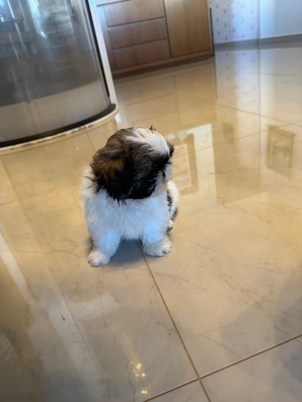 Shihtzu macho